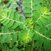 Mẹo chữa viêm gan B